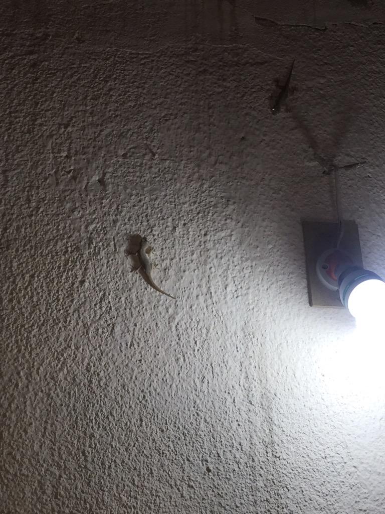 _xiraqi's tweet photo. @rafiiraqi wajowajowajo deze zat boven mij ik werd gek toen ik zag 😂😭😭 http://t.co/atqCKqsShI
