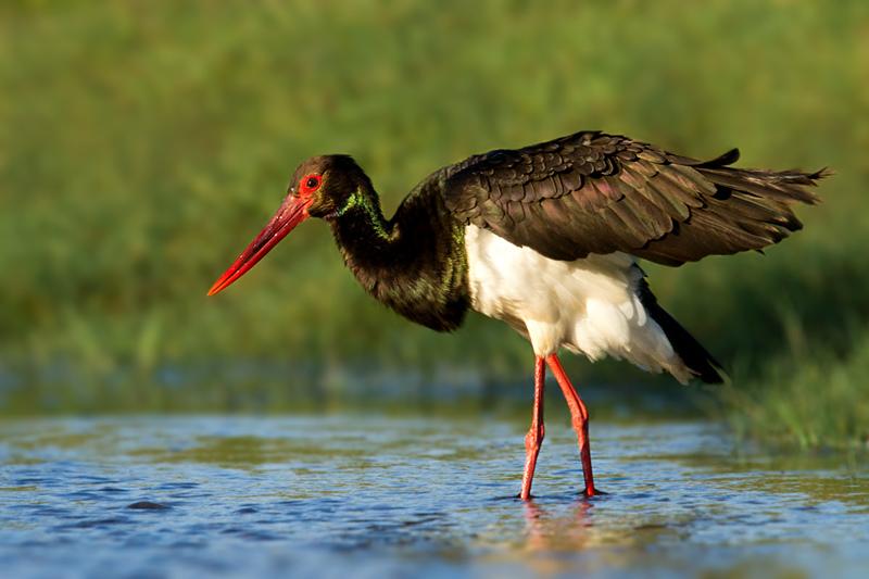 TheEkbRoom's tweet image. Занятное рассуждение написал наш блогер: Передаются ли музыкальные вкусы по наследству? ekb-room.ru/blog/23787/