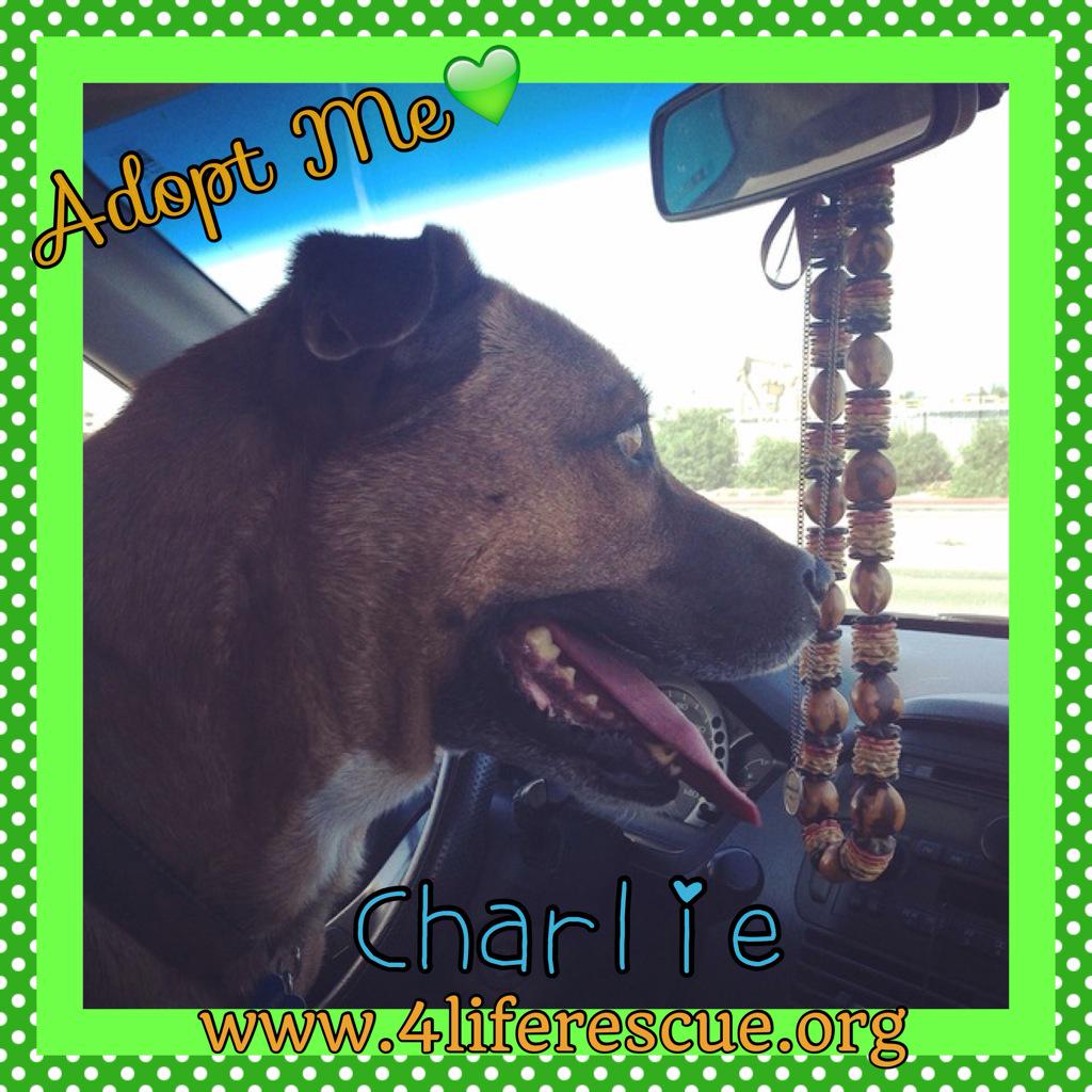 4LifeRescue's tweet photo. #Charlie is taking the wheel🚘He loves going out on #CarRides w/ #family Meet him today @ #RossmoorFestival #RushPark http://t.co/ig0oL8hH2o