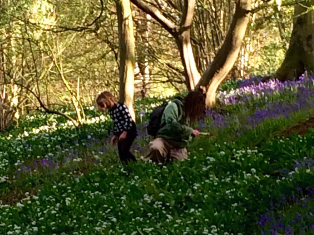 Delilah &amp; <a href="/LliamRooney/">Botany Bill</a> Ramsons picking #WildGarlic #WoodGarlic #Kent #Countryside