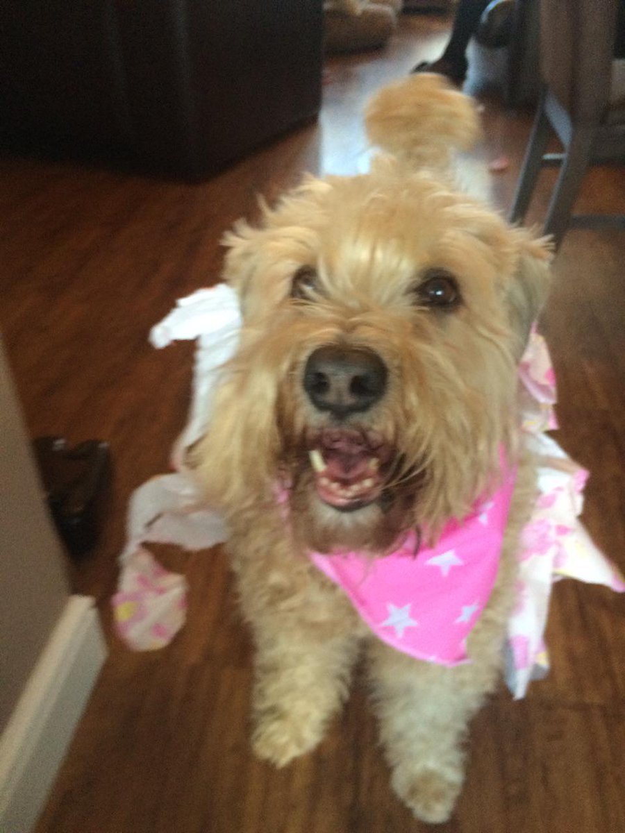 daisys dog empawrium