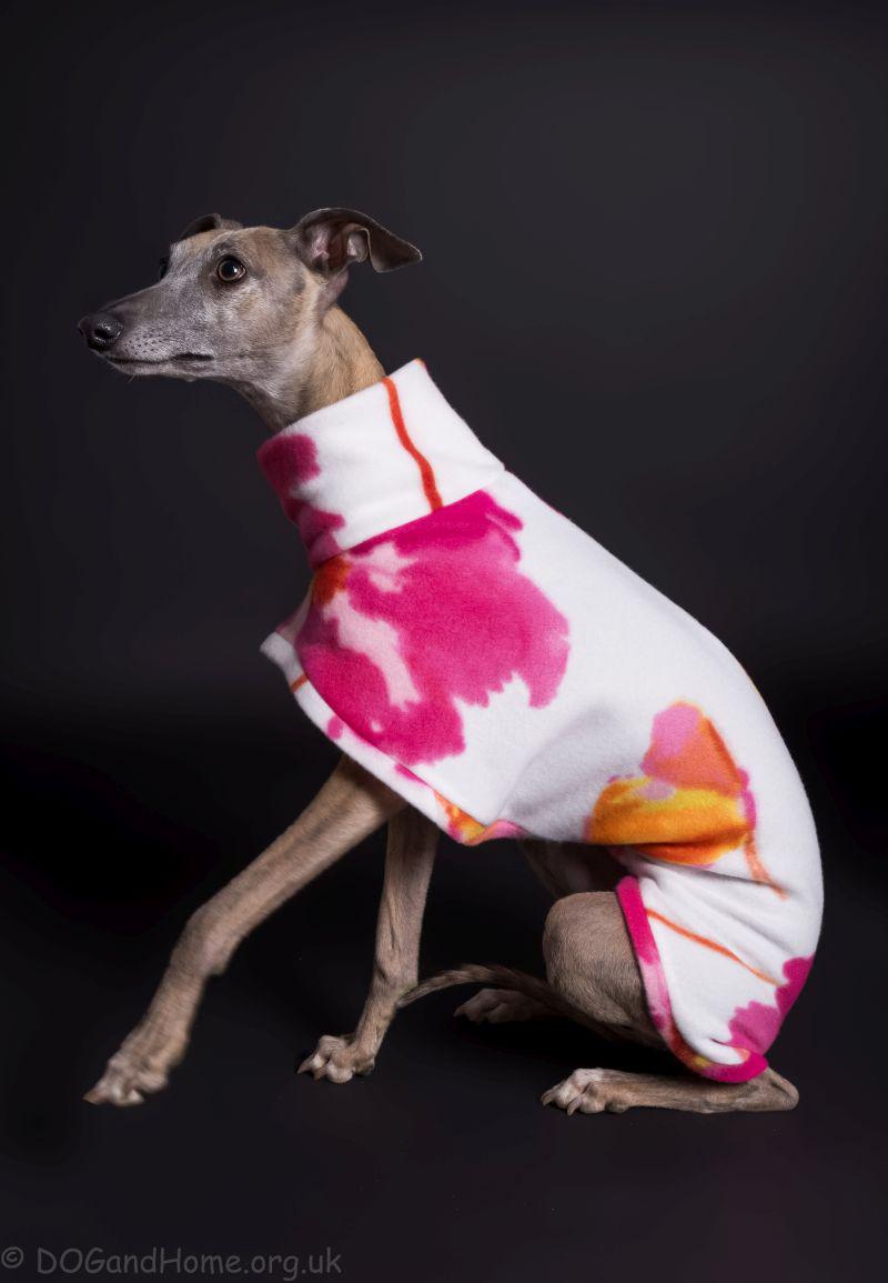 dogandhome's tweet photo. Beautiful coat by DOG AND HOME    limited edition....
http://t.co/M7x6Fgj2wJ http://t.co/uILBIhSn3I