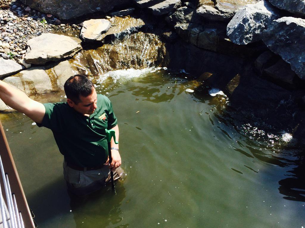annierpalmer's tweet photo. Could this @SyracuseZoo staff member be our knight in shining armor? #keywatch http://t.co/4imLciEIyr