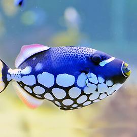 Tropical Fish World tweet media