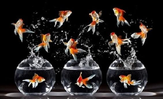 Tropical Fish World tweet media