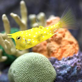 Tropical Fish World tweet media