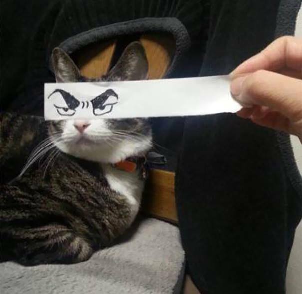 20direct2012's tweet photo. ce que tout le monde doit faire avec son chat vous pouvez faire ca @SweetieYTB @Mathieu_Sommet SVP #chatpascontent :) http://t.co/2cqabrbKFE