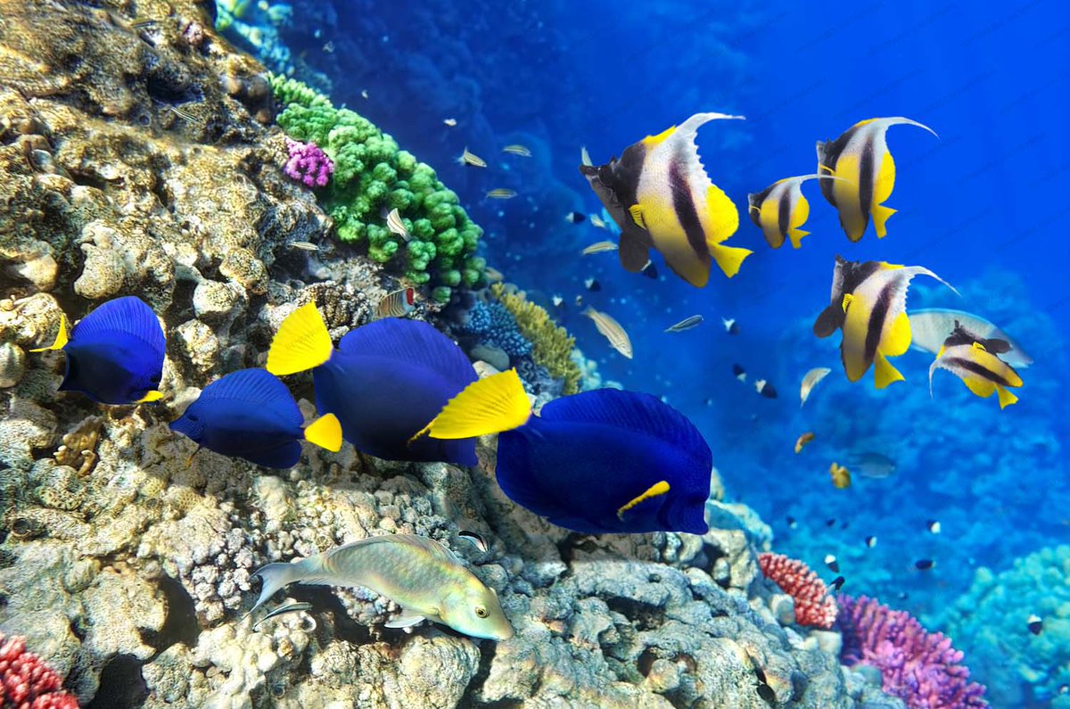 Tropical Fish World tweet media