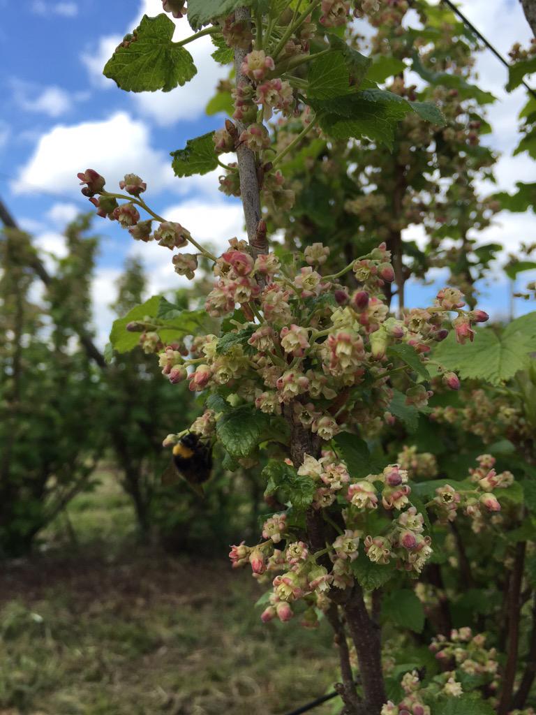 Prachtige bloei en volop hommels in de #zwartebessen <a href="/ItFryskeHiem/">It Fryske Hiem</a>