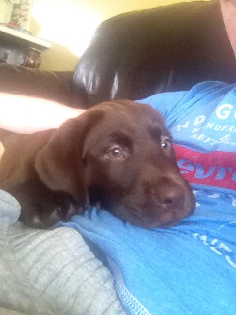 codrub's tweet image. Little mans wore out