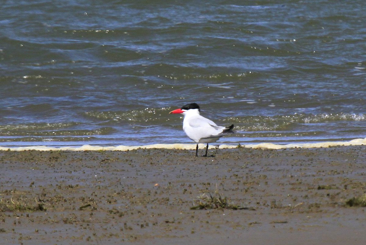 BoatBirder's tweet photo. Seattle to Tillamook today #birdingoregon 1000s Shore Birds & many of these Caspian Terns! Pelicans, Bald Eagles +++ http://t.co/Zge4ukl8g1