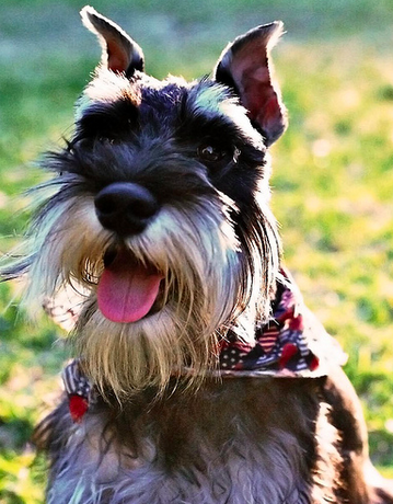 HelloSchnauzer's tweet photo. #Lovely #schnauzer pic by S G http://t.co/olEX8ta3i5