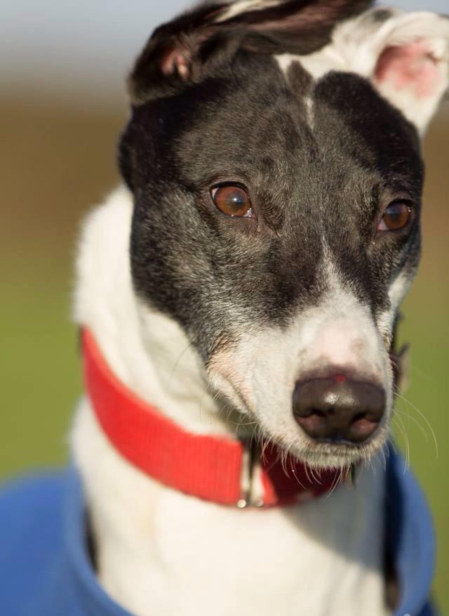 Nightowl400's tweet photo. Can't believe Jazz is still waiting, he's such a stunning boy, gentle, calm &amp; friendly too! All info @NWDogRescue 💖 http://t.co/uemFyphPYY
