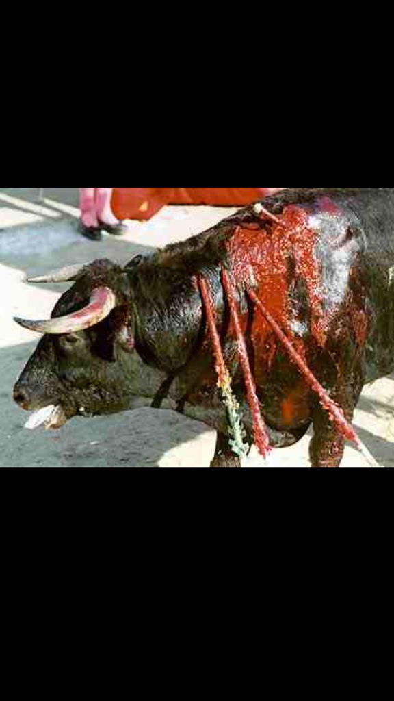 rickygervais's tweet photo. Who likes good old fashioned family entertainment? #BanBullfighting http://t.co/FmMHp3mWU1