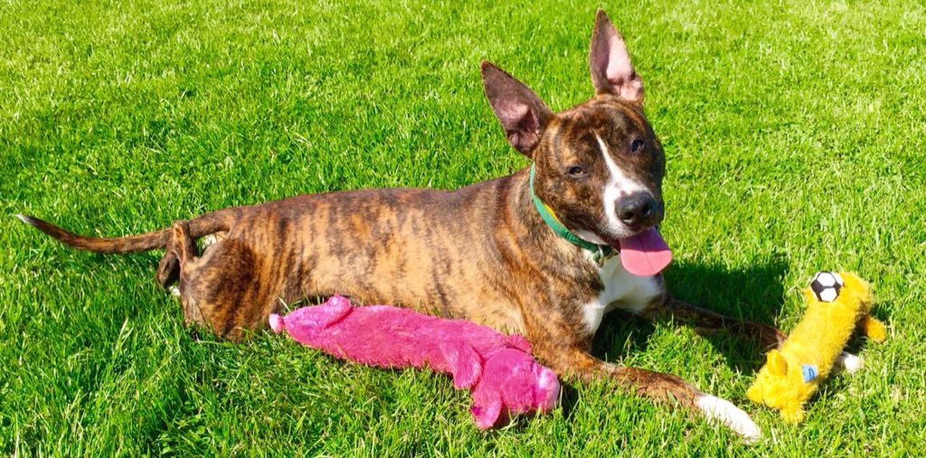 Nightowl400's tweet photo. Check out handsome brindle boy Rex! Friendly &amp; fun,lookin for love! All info at http://t.co/RS6NNlTh1T 💜 @NWDogRescue http://t.co/hVEjcWUywf