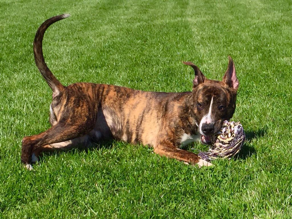 Nightowl400's tweet photo. Check out handsome brindle boy Rex! Friendly &amp; fun,lookin for love! All info at http://t.co/RS6NNlTh1T 💜 @NWDogRescue http://t.co/hVEjcWUywf