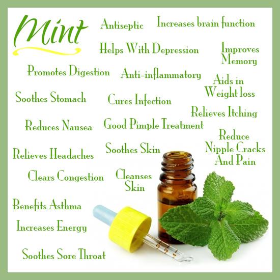 Ever refreshing mint :)

#Mint #Health #herbs