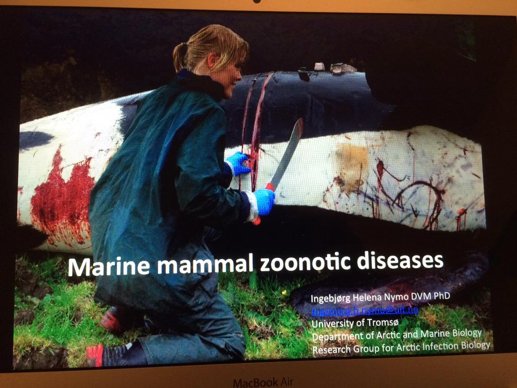 Ingebjørg H. Nymo tweet media