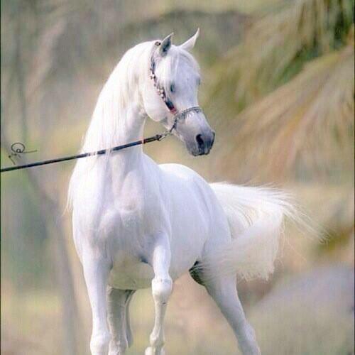 mtaeb999's tweet photo. وانا عيوني بعدک تعيش ف غربہ  
  ياللي اشوفك بلد وينك عن عيوني. http://t.co/5yGRXLOOqd