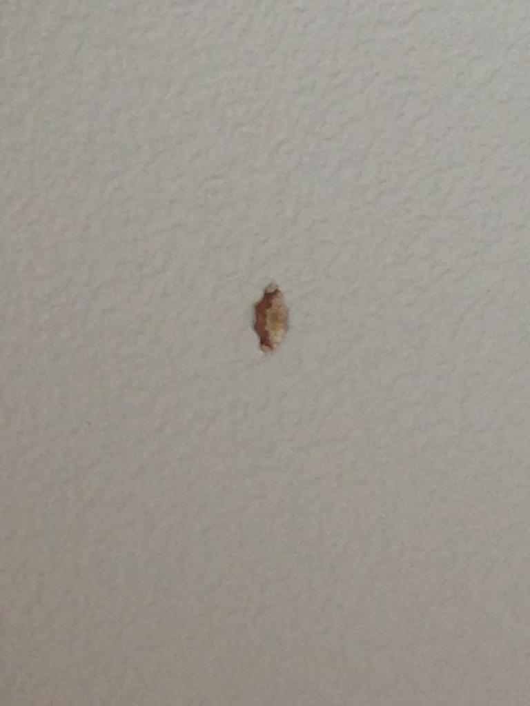errrn5's tweet photo. Fav for slug, retweet for moth,and both for a flying slug @AyyLexisU @giannina_rod http://t.co/zgjCjniQ6l