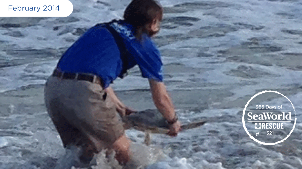 SeaWorldRescue's tweet photo. #SeaWorld Rescue Team member returns an endangered Kemp’s ridley sea turtle to the ocean! #365DaysOfRescue http://t.co/hMy8tV9SEv
