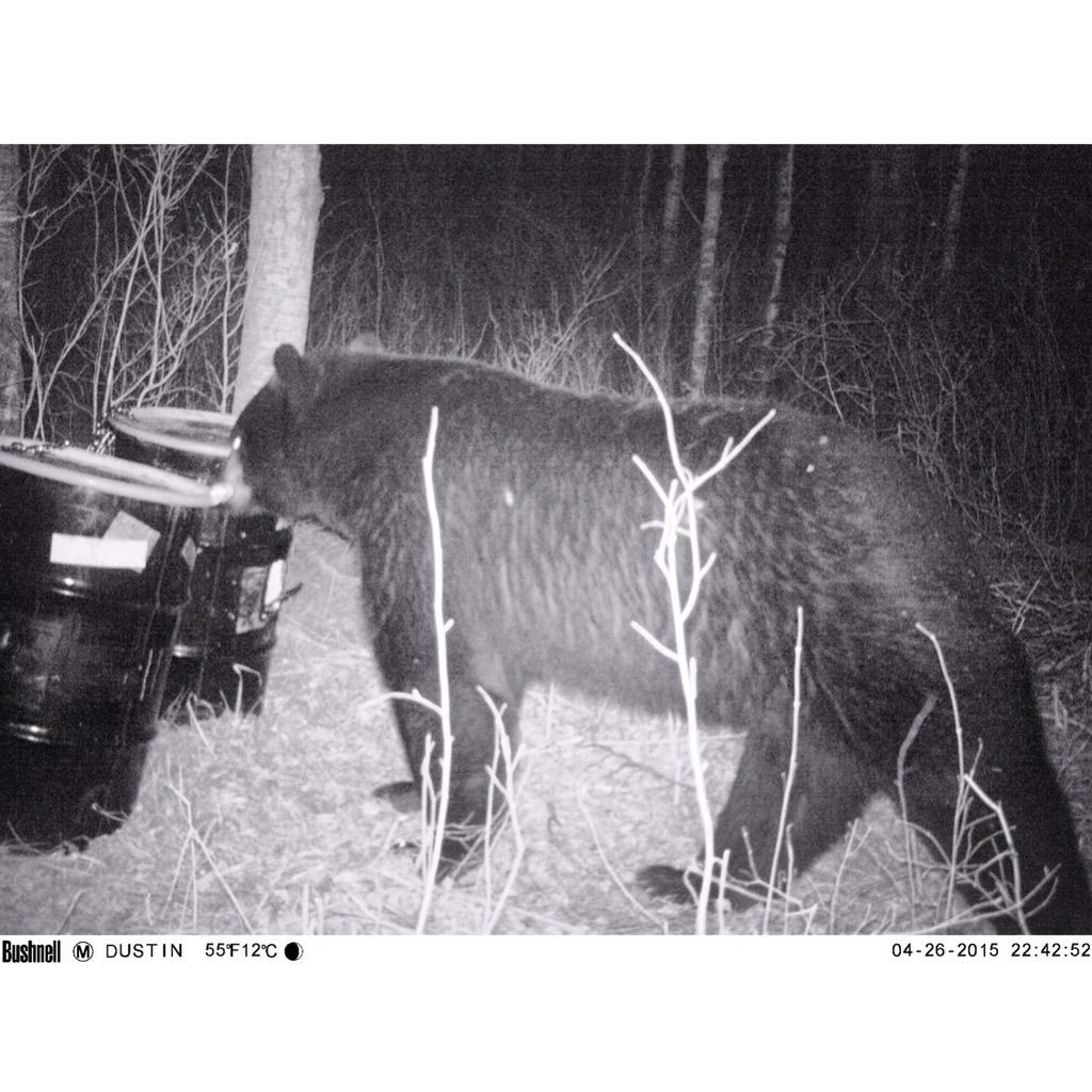 Dustin_Dola's tweet photo. This guy needs a dirt nap! #bearhunting #bowhunting #hoyt #carbonelement #archery @IntlakeOutdoors @StixnStonesInc http://t.co/eyIsZbeCaC