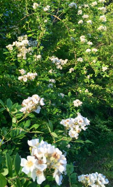 drlindamitchell's tweet photo. Beautiful wild roses growing in my yard. Best kind...they just appear year after year with no work on my part. http://t.co/7tTzO8n18u
