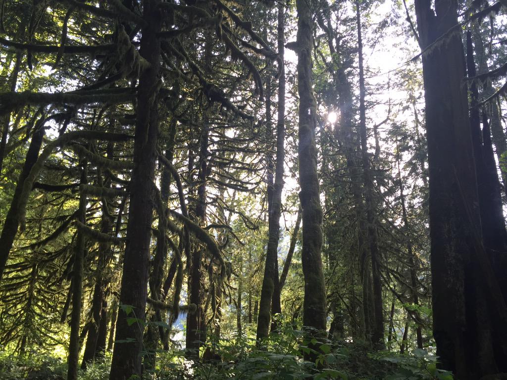 RookTheYeen's tweet photo. @Kablappy @Josh_Fuzzbutt @Leon_Husky more nice shots from today's trek. #NATURE #DATGREEN http://t.co/CcqlJx1xAm