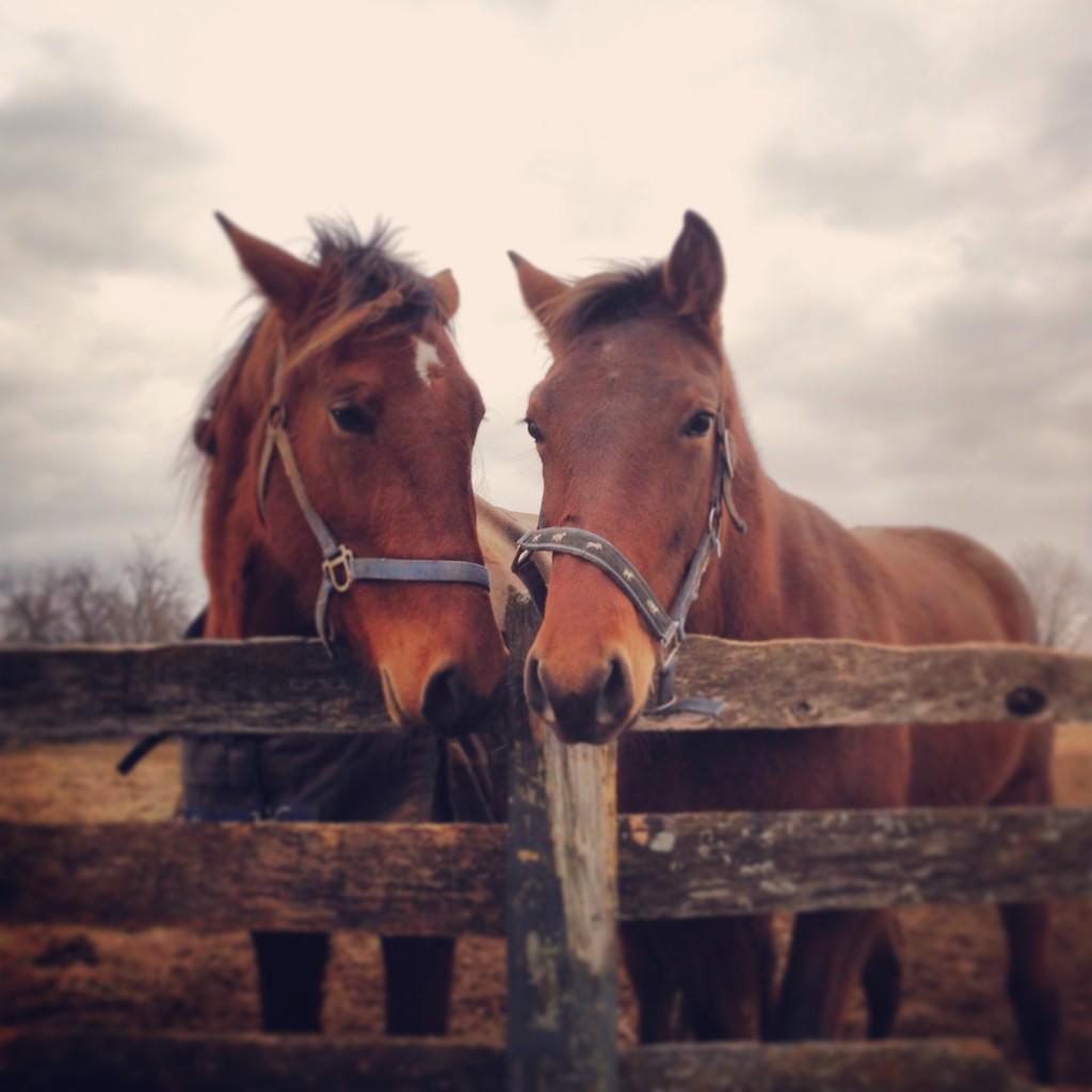 racing_fillies's tweet photo. Bad Girlfriend and Kentucky Blue say Welcome Aboard!! #barnhelp #harnessracing @CaptMarciano @tjHOTTUNA #horsetails🐴🐴 http://t.co/3SSkwUPylu