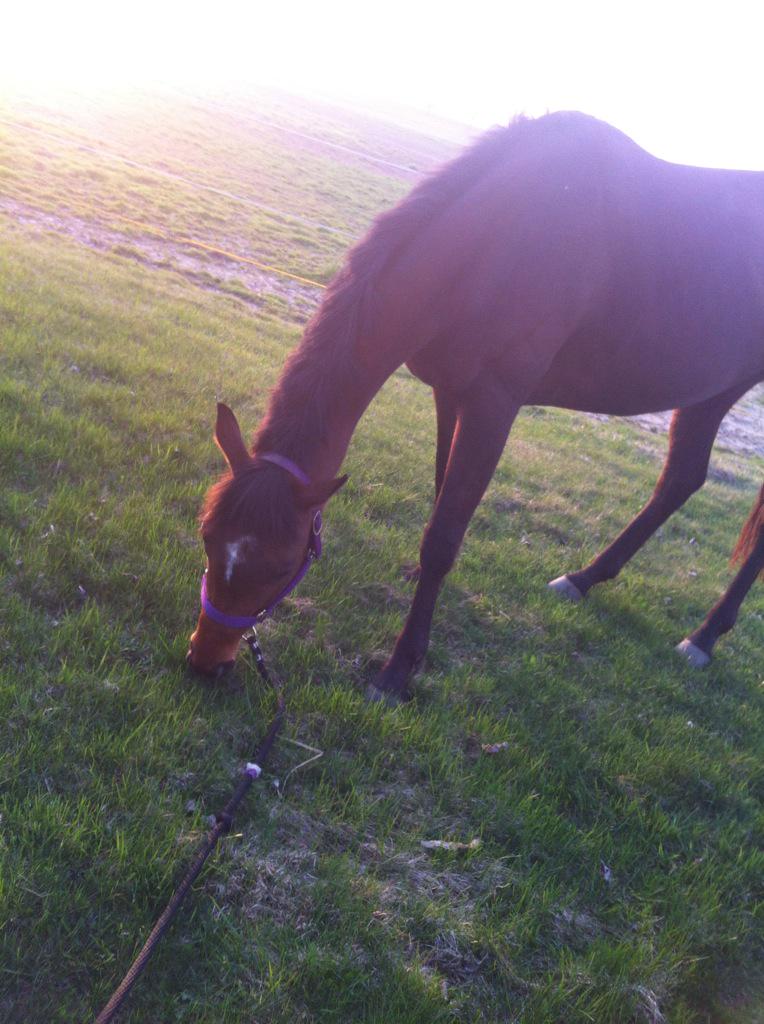 chantalk97's tweet photo. Perfect way to end the weekend 🐴❤️ #grazing #willow #coolingout http://t.co/TJ20Nu3SJv