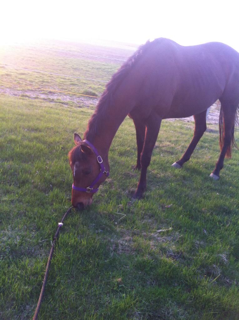 chantalk97's tweet photo. Perfect way to end the weekend 🐴❤️ #grazing #willow #coolingout http://t.co/TJ20Nu3SJv