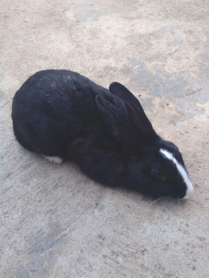 amiimoet tweet picture