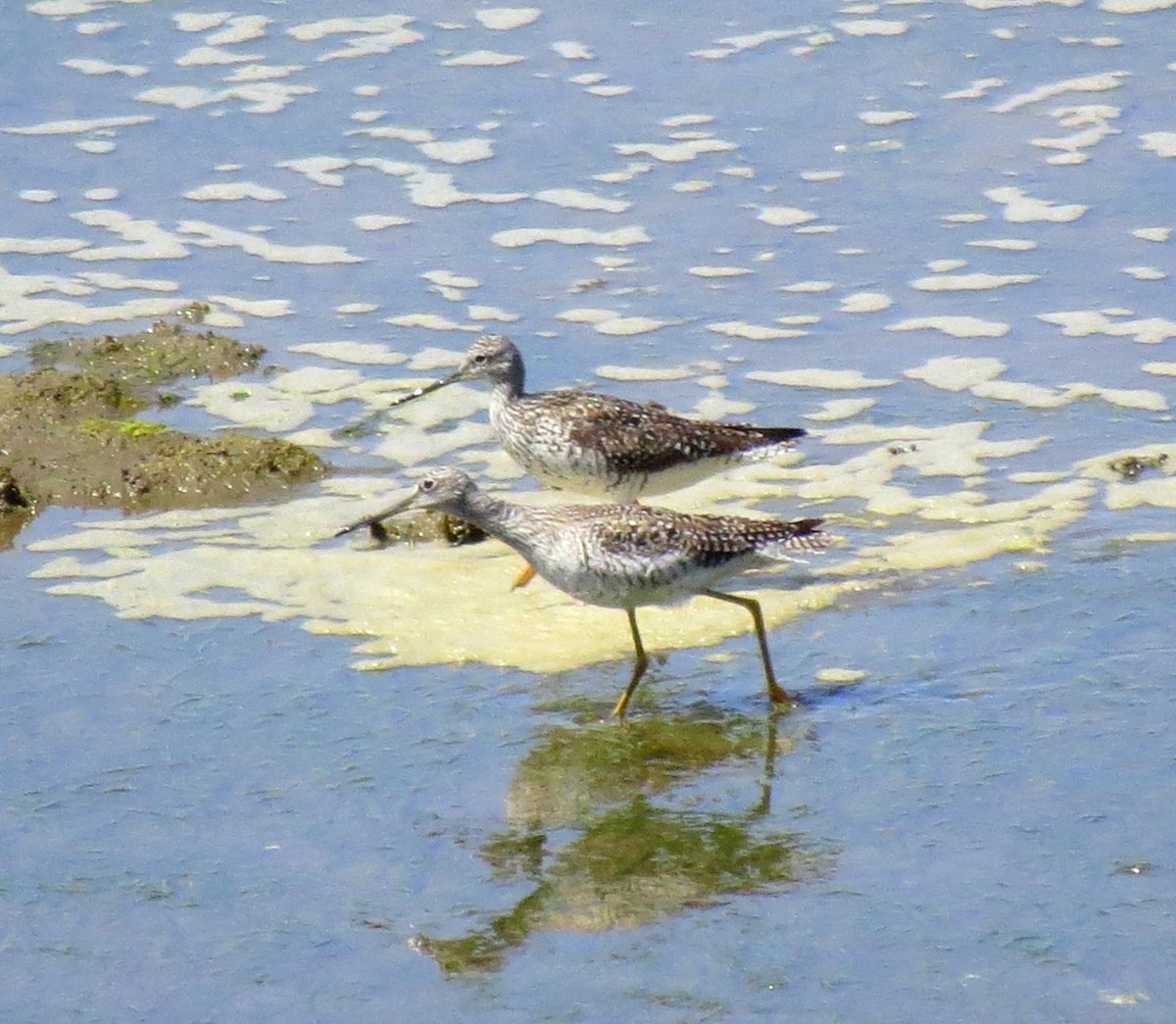 BoatBirder's tweet photo. Record of 2 Greater Yellowlegs along the coast today! Lots of Shore Birds to challenge your ID skills! #birdingoregon http://t.co/qKhRiVTD4w