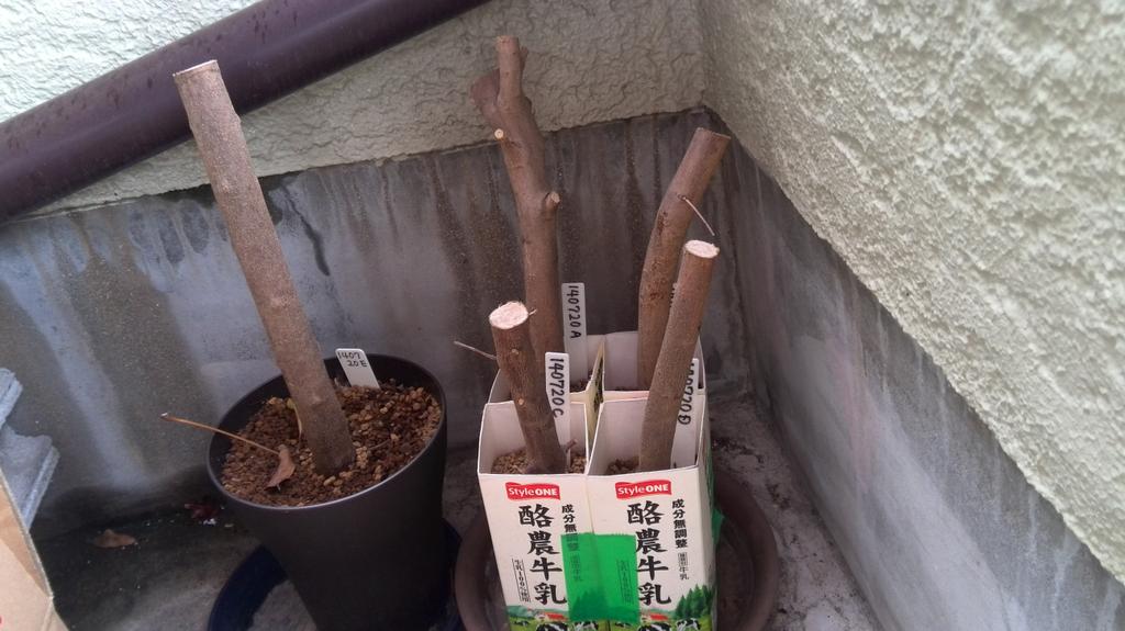 活動拠点は千里丘陵 片山 真夏で時期が悪いと分かっていながら昨年の7月に挿した10本程のオリーブ挿し木は全て失敗 廃棄します 材料としては挿し木に打ってつけだったのにー オリーブ 挿し木 Gardeningjp Http T Co Dlc2g0idqv Twitter