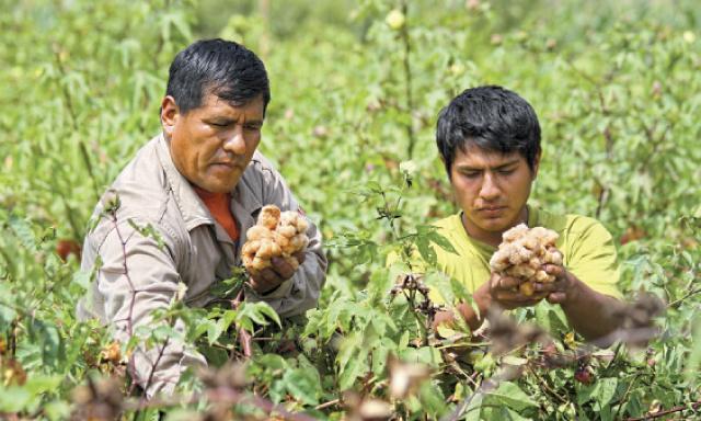 larepublica_pe's tweet photo. "Color en el algodonal", esfuerzos por rescatar algodón nativo de colores continúan en ascenso http://t.co/vLiEnpJEKV http://t.co/DxCegbXxUw