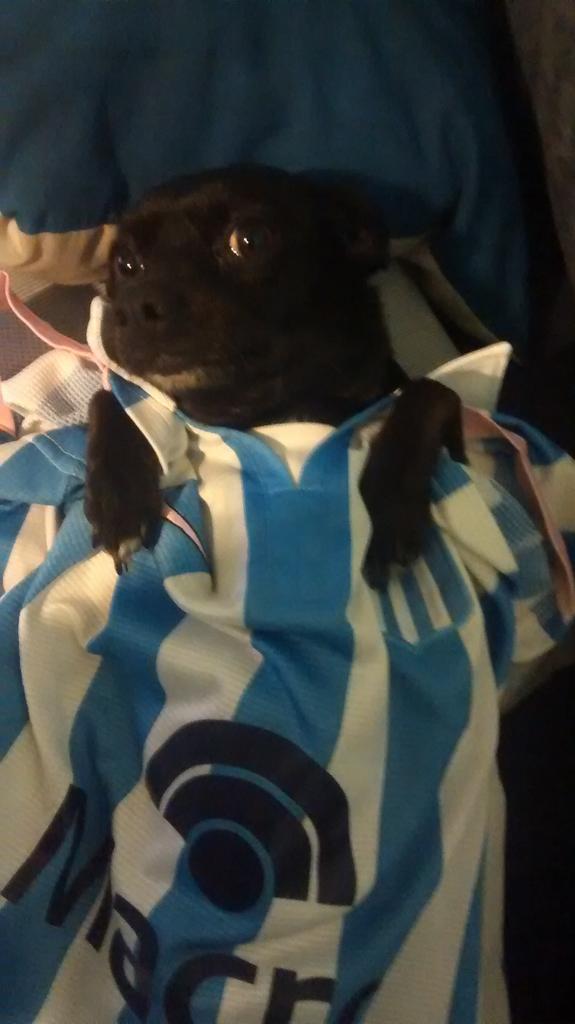 RamiroLettera's tweet photo. @FutbolPermitido
Ella también se merece la camiseta de Bou!
#FP100programas http://t.co/KbhMslQt2L