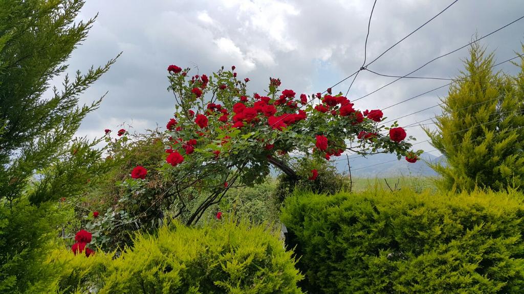 mevlutyeni's tweet photo. Sevgi ve aşk dolu,sağlıklı,mutlu, zalimlerin masumlara zülm etmediği, aydinlik bir #hafta diliyorum @KuRaLsiz_ http://t.co/wYMDqpl87F