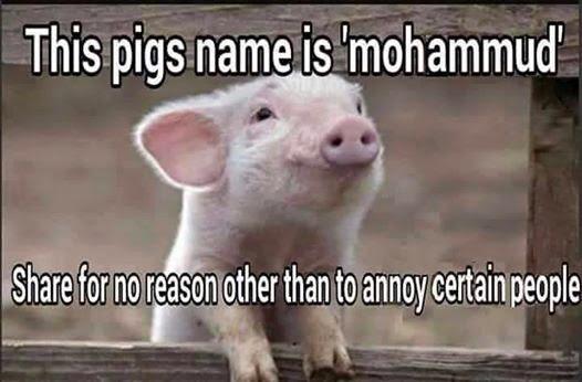 Barry_O44's tweet photo. Just another reason why we named a pig Mohammud @SpreadButter #garlandshooting #TeamInfidels #Islamofascists http://t.co/L7BfmdMdsb