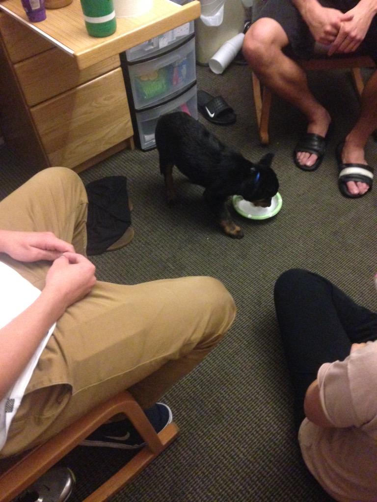 CSaboveDaRest's tweet photo. This PSP dog is silly. Almost as silly as Tyler being its dog sitter for a few days. #PSPfam newest member http://t.co/bRHyhfVAxi