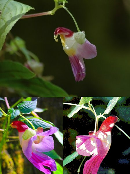 _Paisajes_'s tweet photo. Flor de perico, la flor con forma de pájaro. #curiosidades http://t.co/Ep4suvIuw8