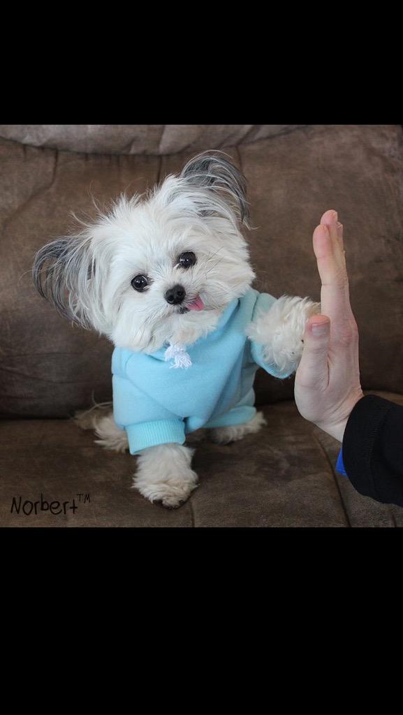 elliotpearn's tweet image. @Edashtonsmith good work!