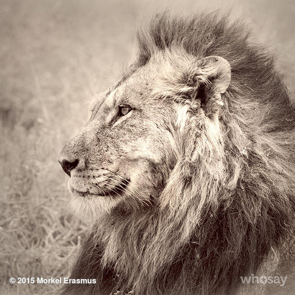 Lekrom's tweet image. Lions are under severe threat due to habitat fragmentation, illegal poaching and trophy hunting! #saveSimba #lions