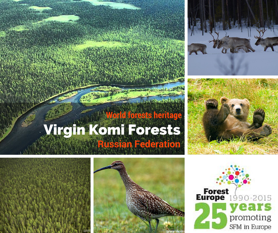 FORESTEUROPE's tweet photo. as one of the most extensive areas of virgin boreal forest remaining in Europe. http://t.co/Fq4dYuuDql