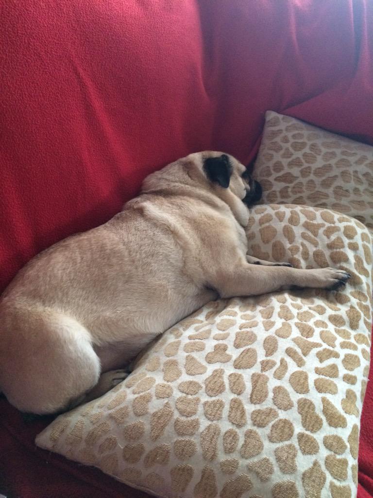 nettienops's tweet photo. @emmaloops lazy bank holiday! #happysnoozing http://t.co/B7M6kI2mys