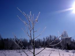 Тил масъулияти - qadriyat.uz/islom/347-til-…