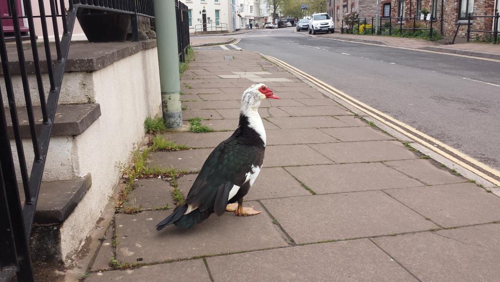 Totnes Duck tweet media