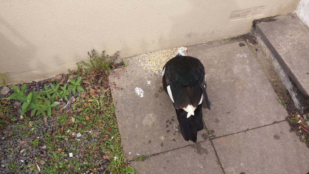 Totnes Duck tweet media