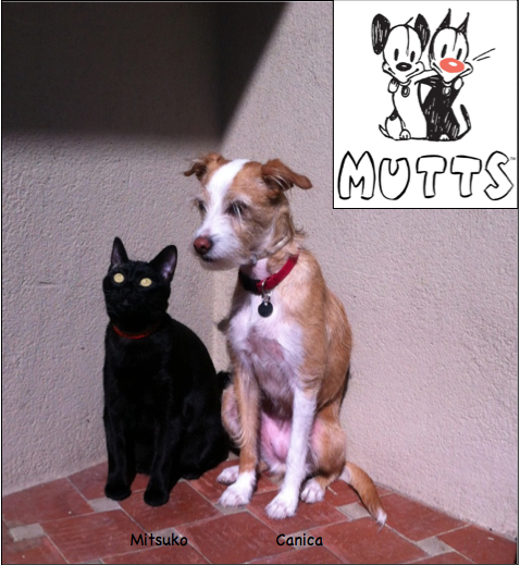 CatalanVoices's tweet photo. Let me introduce you our friends Mitsuko &amp; Canica, street cat &amp; shelter dog They remind me @muttscomics #MoochandEarl http://t.co/e3NySfXABD