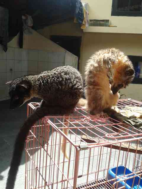 Mandi blm nih para <a href="/MusangLovers/">MLI</a> <a href="/muloci/">Musang Lover Cipanas</a> <a href="/MusangJakarta/">Musang Lovers JKT</a> <a href="/Musangbekasi/">ZOMBIE'S (Zona Owner Musang Bekasi dan Sekitarnya)</a> #SalamWangi