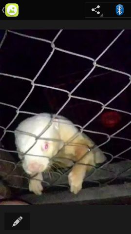 Wah gempar nihh ada yg beginian <a href="/muloci/">Musang Lover Cipanas</a> <a href="/mulobis/">Musang Lover Bangka</a> <a href="/MuldokDepok/">MusangLoverDepok</a> <a href="/Musangbekasi/">ZOMBIE'S (Zona Owner Musang Bekasi dan Sekitarnya)</a> <a href="/MusangJakarta/">Musang Lovers JKT</a> <a href="/MusangLovers/">MLI</a>